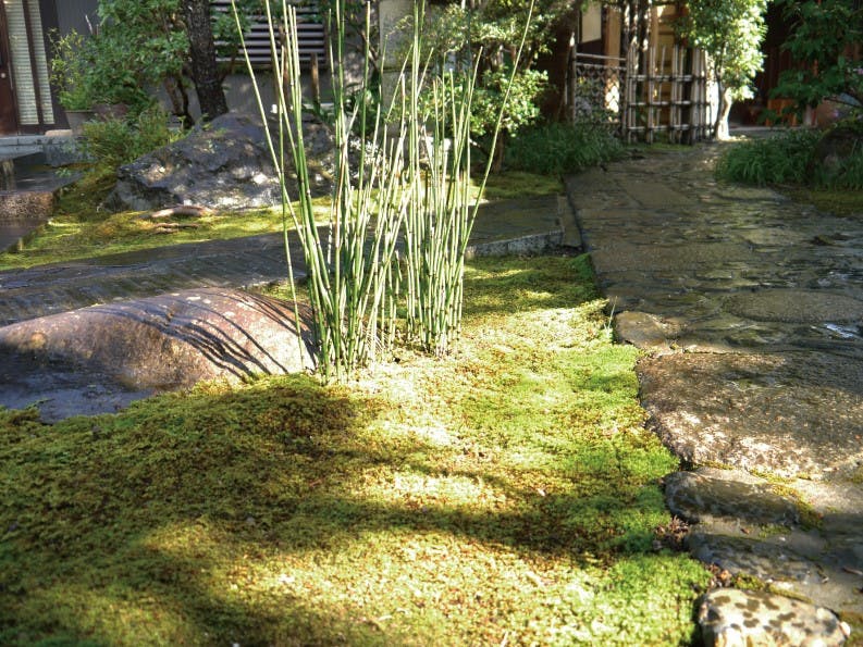 日本庭園に打ち水をする