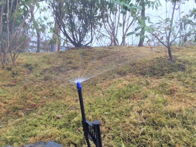 苔庭への散水機導入で乾燥対策