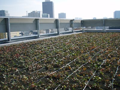 【屋上緑化の自動散水施工事例】オフィスビルの屋上緑化へドリップチューブを導入
