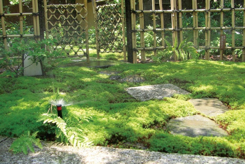 散水機を導入した苔庭