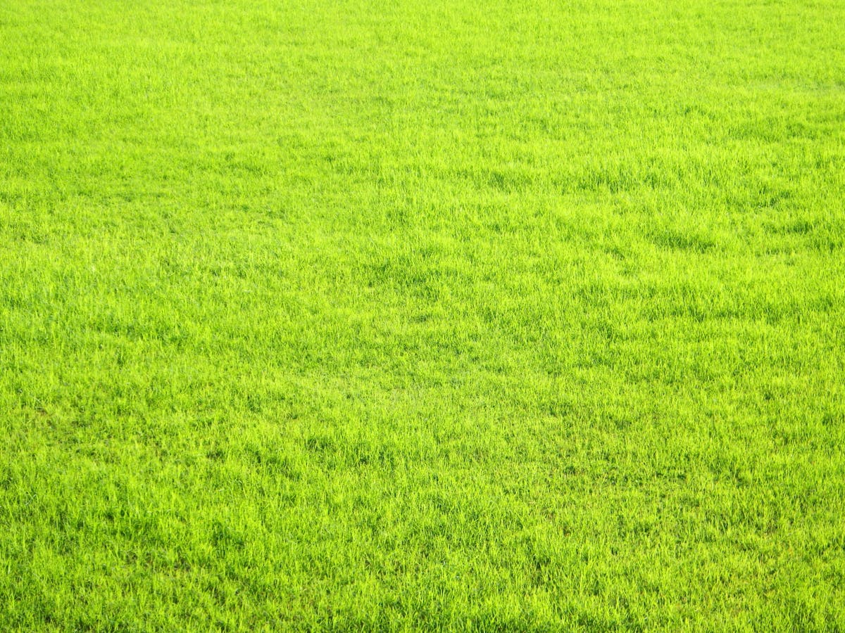 芝生の写真